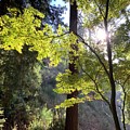 Forest Photograph by Luisa Millicent Forest Photograph by Luisa Millicent