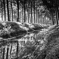 Forest Photograph by MPhotographer Forest Photograph by MPhotographer
