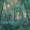 Forest Of Color by Marcia Lee Jones