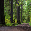 Forest Scene by Ken Dietz