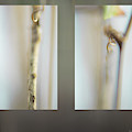 Forest Stems Photograph by Karen Rispin Forest Stems Photograph by Karen Rispin