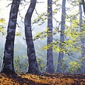 Forest sunlight by Graham Gercken