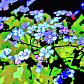 Forget Me Not Digital Art by Mimulux Patricia No Forget Me Not Digital Art by Mimulux Patricia No