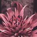 Forgiveness Flower Photograph by Go and Flow Photos Forgiveness Flower Photograph by Go and Flow Photos