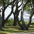 Fort Fisher Gnarly Oaks Photograph by Heather E Harman Fort Fisher Gnarly Oaks Photograph by Heather E Harman
