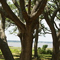 Fort Fisher Oak Photograph by Heather E Harman Fort Fisher Oak Photograph by Heather E Harman