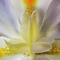Fortnight Lily Closeup Photograph by Endre Balogh Fortnight Lily Closeup Photograph by Endre Balogh