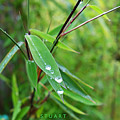 Forty Shades Of Green by Charles Stuart Forty Shades Of Green by Charles Stuart