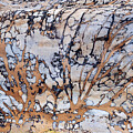 Fossil dendrites by Maria Dimitrova