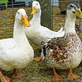Five Ducks by David Morehead