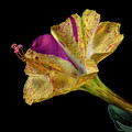 Four O'clock Flower Photograph by Endre Balogh Four O'clock Flower Photograph by Endre Balogh