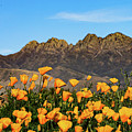 Four Peaks in Spring Photograph by Bonny Puckett Four Peaks in Spring Photograph by Bonny Puckett