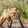 Fox At The Beach by Cathy Kovarik