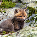Fox Kit 2 Spring 2024 by Lara Ellis