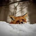 Fox resting on roof Photograph by Stephen Sloan Fox resting on roof Photograph by Stephen Sloan