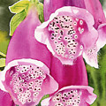 Foxglove Painting by Espero Art Foxglove Painting by Espero Art