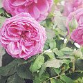 Fragrant Pink by Lupen Grainne