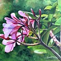 Frangipani by Eileen Petre