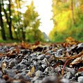 Freak of nature in czech road in forest Photograph by Vaclav Sonnek Freak of nature in czech road in forest Photograph by Vaclav Sonnek