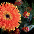 Fresh beautiful orange daisy flower blossom. Blooming flower Photograph by Michalakis Ppalis Fresh beautiful orange daisy flower blossom. Blooming flower Photograph by Michalakis Ppalis