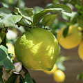 Fresh Lemon, Lovely Lemon Tree And Flowers In Spring Photograph by Adriana Mueller Fresh Lemon, Lovely Lemon Tree And Flowers In Spring Photograph by Adriana Mueller