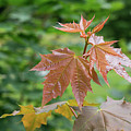 Fresh maple leaves Photograph by Adriana Mueller Fresh maple leaves Photograph by Adriana Mueller