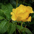 Fresh Yellow Rose Photograph by Stephen Sloan Fresh Yellow Rose Photograph by Stephen Sloan