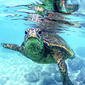 friendly Hawaiian sea turtle Photograph by Sean Davey friendly Hawaiian sea turtle Photograph by Sean Davey