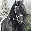 Friesian Greetings Mixed Media by Fran J Scott Friesian Greetings Mixed Media by Fran J Scott