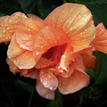 Frills Photograph by M Kathleen Warren Frills Photograph by M Kathleen Warren