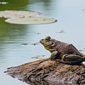 Frog Island Photograph by Cathy Kovarik Frog Island Photograph by Cathy Kovarik