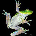 Froggy Went a' Cortin' Photograph by Michael Frank Froggy Went a' Cortin' Photograph by Michael Frank