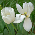 From Bloom to Beyond - Tulips by Nikolyn McDonald