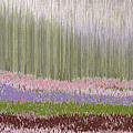 From The Fountain Grass Digital Art by Bentley Davis From The Fountain Grass Digital Art by Bentley Davis