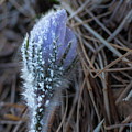 Frost On A Spring Flower Photograph by Karen Rispin Frost On A Spring Flower Photograph by Karen Rispin