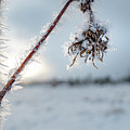 Frost On A Winter Annual Photograph by Karen Rispin Frost On A Winter Annual Photograph by Karen Rispin