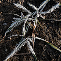 Frost On Crabgrass Photograph by Karen Rispin Frost On Crabgrass Photograph by Karen Rispin