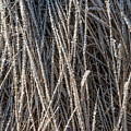 Frost On Grass Photograph by Karen Rispin Frost On Grass Photograph by Karen Rispin