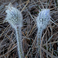 Frost on spring pasqueflower Photograph by Karen Rispin Frost on spring pasqueflower Photograph by Karen Rispin