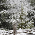 Frosted summer Photograph by Nicola Finch Frosted summer Photograph by Nicola Finch