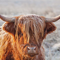 Frosty Highland Cow by Neale And Judith Clark Frosty Highland Cow by Neale And Judith Clark