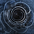 Frozen Rose Squared by Darren White