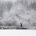 Frozen Tree by Steven David Roberts