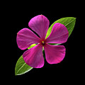 Fuchsia and Green on Black Photograph by Kevin Suttlehan Fuchsia and Green on Black Photograph by Kevin Suttlehan