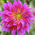 Fuchsia Petals by Vera Chwostyk