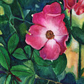 Fuchsia Rose by Daniela Easter