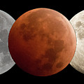 Full Lunar Eclipse Photograph by Mark Jackson Full Lunar Eclipse Photograph by Mark Jackson