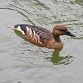 Fulvous Whistling Duck Photograph by Heather E Harman Fulvous Whistling Duck Photograph by Heather E Harman