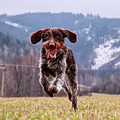 Fun face. Hound- Bohemian Wire Haired Pointing Griffon Photograph by Vaclav Sonnek Fun face. Hound- Bohemian Wire Haired Pointing Griffon Photograph by Vaclav Sonnek