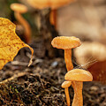 Fungi 42025 by Paul Freidlund
